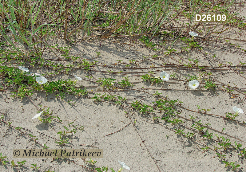 Beach Morning-glory (Ipomoea imperati)